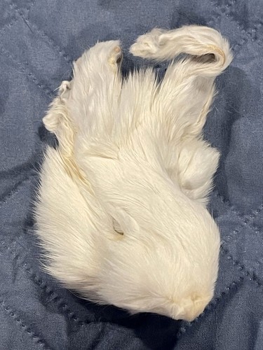 Genuine white rabbit face - white,