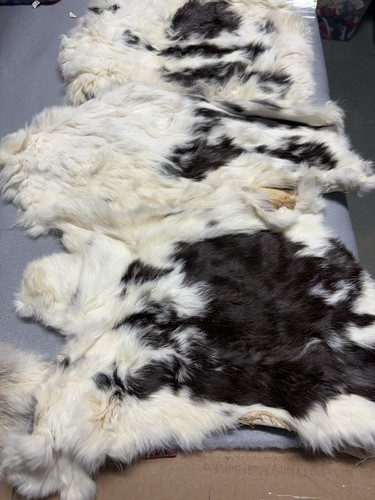 Real rabbit hides - real,