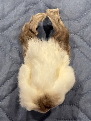 Genuine rabbit face pelt - face,