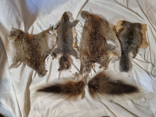 Animal skin furs rabbit - skin,
