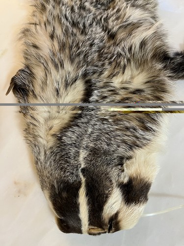 Vintage american badger pelt - american,